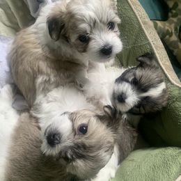 Cotons de Tulear from HH COTONS