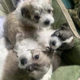 Cotons de Tulear from HH COTONS
