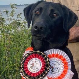 Brimley - Labrador Retriever