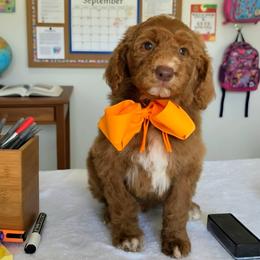 Boy 3 - male Goldendoodle puppy in Kountze, Texas from Texas Doodles LLC