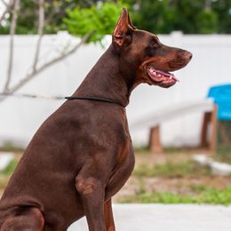Bruno - Doberman Pinscher