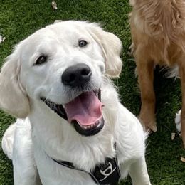 Golden Retriever Puppies from Suzy’s Golden Girls