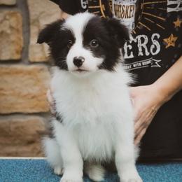 Gambit - Black male Border Collie puppy in Dallas, Texas from Effervescent Border Collies