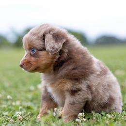 Marie - Red merle female Miniature Australian Shepherd puppy in Yantis, Texas from Marie Mini Aussies