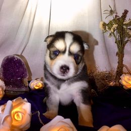 Siberian Husky Puppies from Blue Moon Siberian Husky Haven