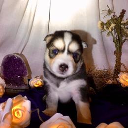 Siberian Husky Puppies from Blue Moon Siberian Husky Haven