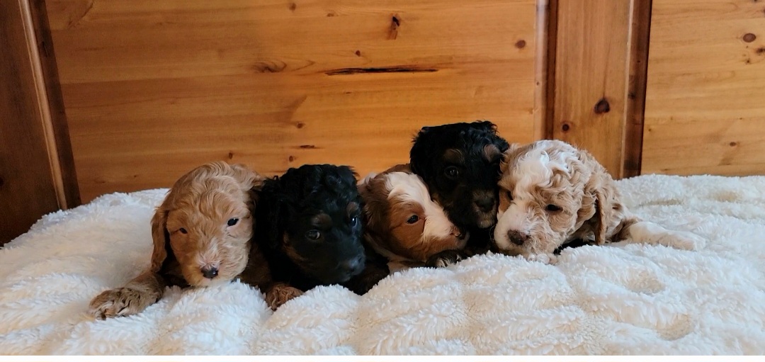 Bernedoodle puppies from Reid Wasatch Doodles