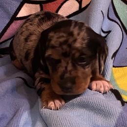 FRECKLES - Dapple female Dachshund puppy in Elizabethtown, Kentucky from Teeny Tiny Puppy Tails