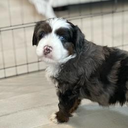 Forest - Blue merle male Aussiedoodle puppy in Charlestown, Indiana from Forever Aussies and A Doodle