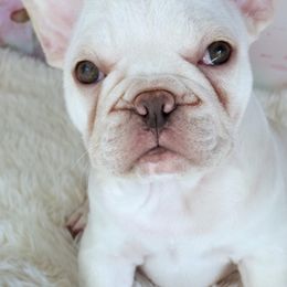 French Bulldogs from Jeanne's Exquisite Frenchies