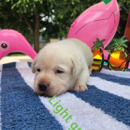 Labrador Retriever Puppies from Texas Finest English Labradors