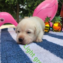 Labrador Retriever Puppies from Texas Finest English Labradors