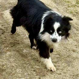 Barry - Miniature Australian Shepherd