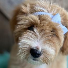 Goldendoodles and Poodles from Ellie & Co. Doodles