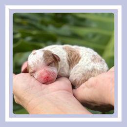 Crumb - Apricot male Cavapoo puppy in Dade City, Florida from Periwinkle Pups