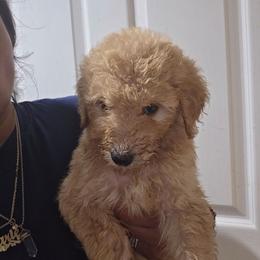 Addy - Chocolate female Goldendoodle puppy in Milwaukwe, Wisconsin from Wisconsin Doodles