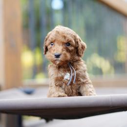 Gray collar - Red  male Goldendoodle puppy in Spokane, Washington from Doodle Love
