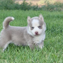 Muffin - Lavender female Pomsky puppy in Uintah County, Utah from Bingo's Wolfhounds, Lollipop Pomskies