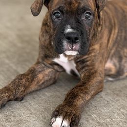 Boxer Puppies from Starlight Boxer Corner