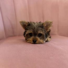 Butterscotch - Gold female Yorkshire Terrier puppy in Surprise, Arizona from Enchanted Yorkies