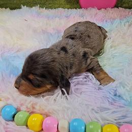 Mocha - Dapple female Dachshund puppy in Rio Grande City, Texas from Hounds All Night