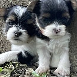 Yorkshire Terrier Puppies from Moonbabies Yorkies