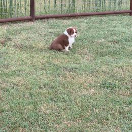 Zazu - Red tri-color male Australian Shepherd puppy in Stillwater, Oklahoma from Brush Creek Australian Shepards