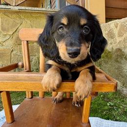 Black and tan (with collar) - Black and tan male Dachshund puppy in Ozark, Alabama from Honey Hill Dachshunds