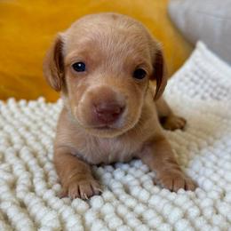 AMELIA - Wheaten female Dachshund puppy in Calexico, California from The house of Dachshund