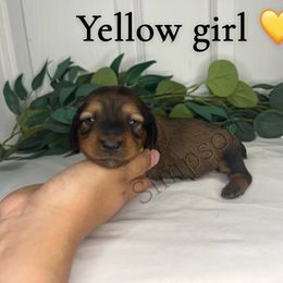 Dachshund Puppies from Simpson Dachshunds