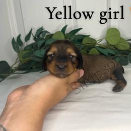Dachshund Puppies from Simpson Dachshunds