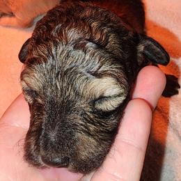 Gingerbread - Brindle and white male Shihpoo puppy in Hertford, North Carolina from Heaven Sent Shihpoo's
