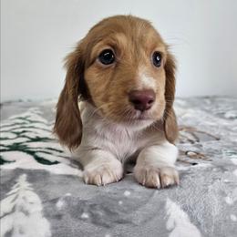 Male Piebald (lighter male) - Piebald male Dachshund puppy in Belle Rive, Illinois from Akin's Miniature Dachshunds, LLC