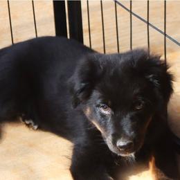 Poppy's Minimal White BTM 2 - Black tri male Toy Australian Shepherd puppy in Leighton, Alabama from Isbell Land & Livestock, LLC