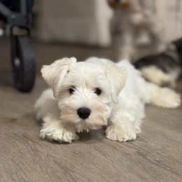 Miniature Schnauzer puppies from kathi burke