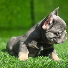 Missy - Tricolors female French Bulldog puppy in Burleson, Texas from Diamond Deluxx Frenchies