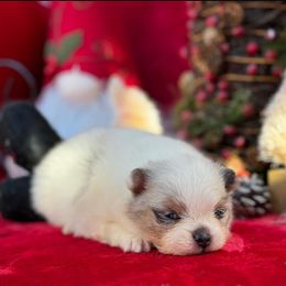 Pomeranian Puppies from Pommies of LA