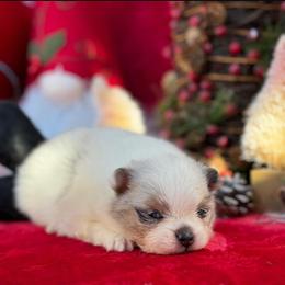 Pomeranian Puppies from Pommies of LA