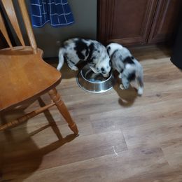 Border Collie Puppies from Janese's Border Collies