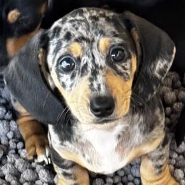Juju - Black and tan female Dachshund puppy in Rancho Cucamonga, California from Empire's Dachshunds