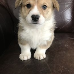 Pembroke Welsh Corgi Puppies from Country Rubys