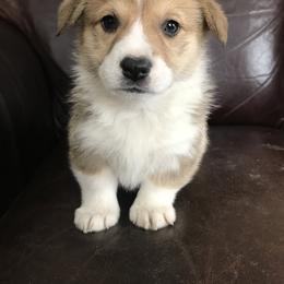 Pembroke Welsh Corgi Puppies from Country Rubys