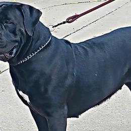 Boerboels from D&B Boerboels