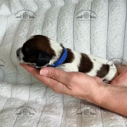 Mr. Blue-2400 - Piebald male Dachshund puppy in Sparr, Florida from From the Heart Doxies