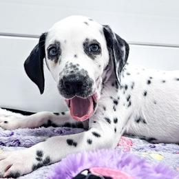 Shiere Khan, LUA, full hearing - White and black male Dalmatian puppy in Gray, Georgia from Fuller Spots