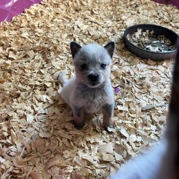 Boy 1 - Blue male Australian Cattle Dog puppy in Norton, Ohio from Australian Cattle Dog Company