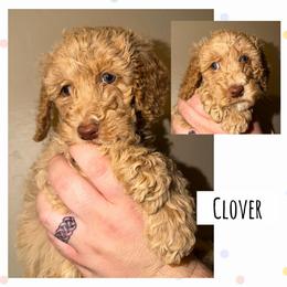 Clover - Apricot male Poodle puppy in Surprise, Arizona from Oh Doodles Doodlery