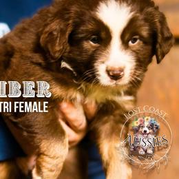Ember - Red tri-color female Miniature American Shepherd puppy in Ferndale, California from Lost Coast Aussies