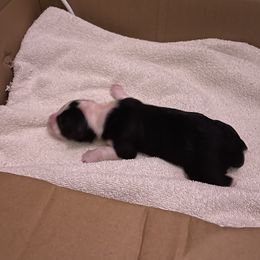 Border Collies from Dragonfly BC Puppies (Champion Lineage)