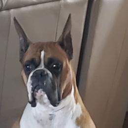 Wilson - Boxer